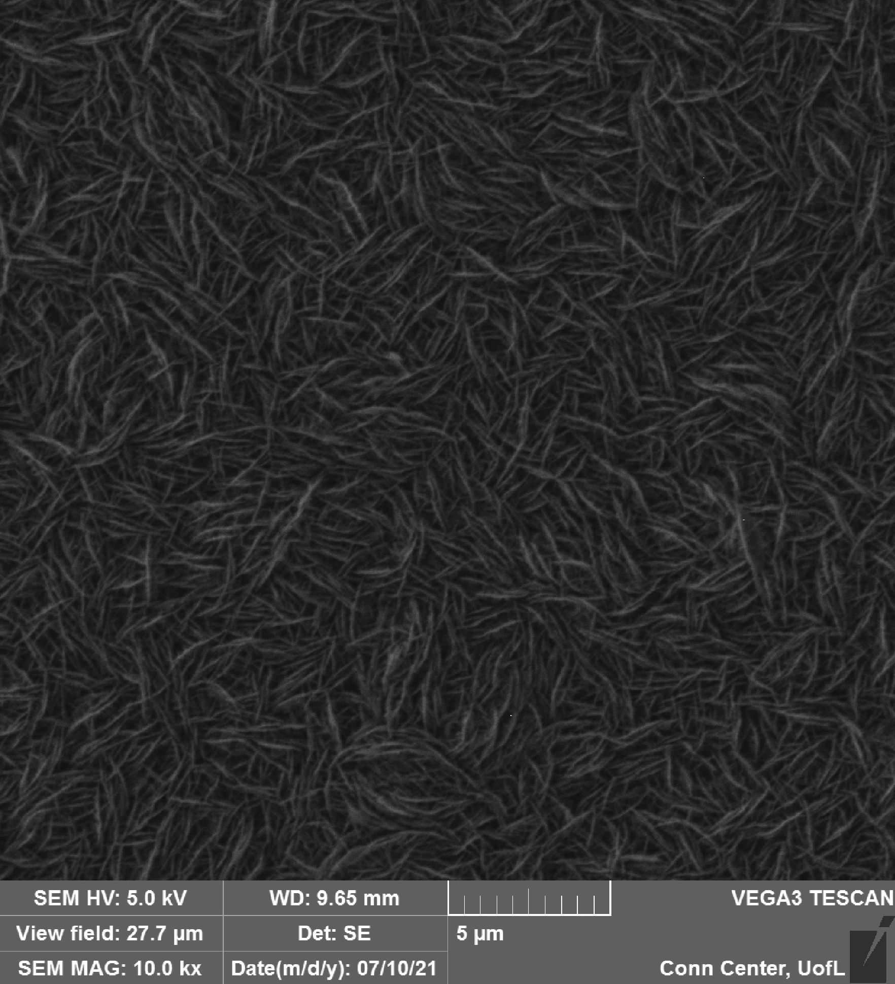 Scanning electron micrograph of dense nanospike surface at 10,000 times magnification